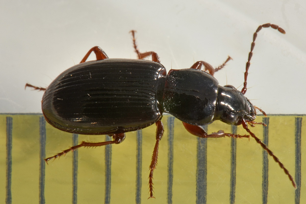 Carabidae da id.: Pterostichus strenuus